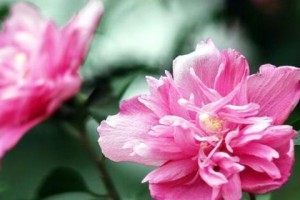 小木槿的浇水频率（掌握正确的浇水方法，让小木槿健康成长）