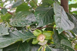 如何处理落果的柿树？（有机肥料、堆肥和草药肥料的使用）