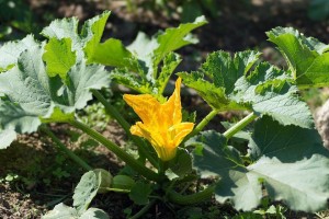 葫芦的生长过程（从开花到结果的探究）