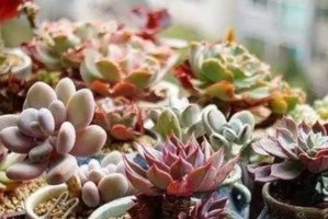 多肉换盆与换土全攻略（时间、方法、技巧一网打尽，多肉爱好者必看）