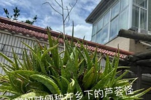 探秘芦荟的生长地（揭开芦荟生长的秘密与注意事项）