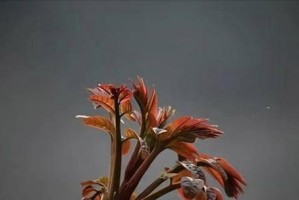 如何正确剪枝香椿树？（图解香椿树修剪技术，让你的树更健康）