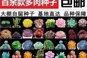 探索无土种植多肉的方法与技巧（以种子为基础，打造美丽多肉花园）