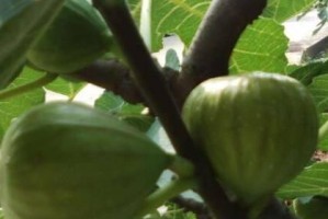 无花果的冬季养护方法（保护无花果安全过冬，助力明年收获丰硕）