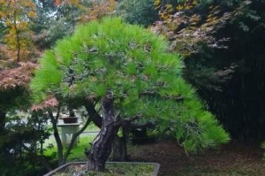 松树养护（室内养松树需要注意的几点）