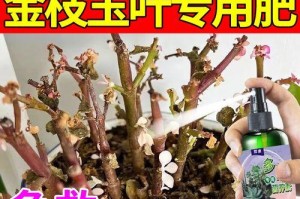 金枝玉叶的锦养护全指南（了解锦养护的条件和方法，让你的植物更加华丽）