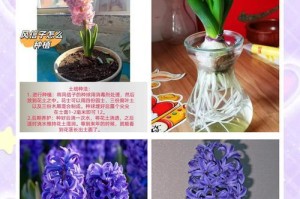 风信子的种植与护理（选择最佳时间和季节，打造美丽的花园）