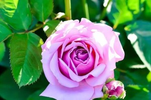 属鸡的花卉植物养护指南（打造与属鸡相得益彰的花园之选）
