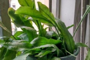 彼岸花的养护技巧（水养彼岸花的全攻略）