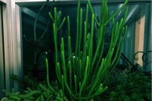 多肉植物的毒性及适宜室内养护（了解多肉植物的毒性，让你放心养护！）