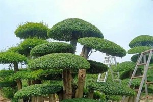 如何正确盆养和养护节白蜡（教你掌握养殖技巧，助力美化家园）