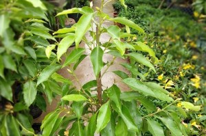 黄果兰开花时间与花期分析（探究黄果兰的开花规律和花期，了解黄果兰的生长习性）