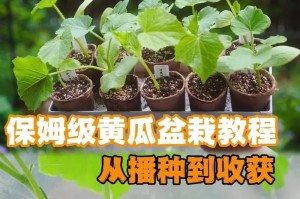 黄瓜的生长环境与地方条件（探究黄瓜生长所需的气候、土壤和地理环境）