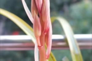 蕙兰花苞不长，你知道为什么吗？（解密蕙兰花苞长不出的原因及解决方法）