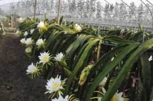 探秘火龙果花的奇妙色彩（从粉色到白色，一览火龙果花的多重变化）