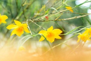 家中竹叶尖黄了怎么办？（寻找竹叶变黄的原因及解决方法）
