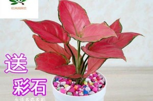 水培如意皇后的养殖方法（简单易学的水培技巧让如意皇后茁壮成长）