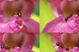 花园中的蚂蚁大军战！（如何有效消除花园中的蚂蚁困扰？）
