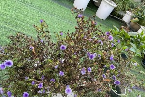 翠菊（它的美丽与易养成为了众人追捧）