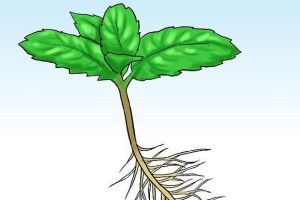 薄荷种植详解——从播种到收获（掌握正确的种植时间和技巧，让你轻松拥有清凉的薄荷）