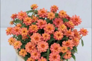 百日草养殖指南（轻松学会养护百日草，打造花园的亮点）