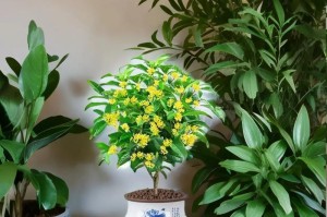 揭秘桂花真相——它是否为常绿植物（探究桂花的生长环境、特征和生态习性）