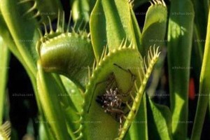 捕蝇草（利用捕蝇草净化空气、吸收甲醛）