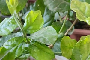 茉莉花叶子卷曲的原因及解决方法（探究茉莉花叶子卷曲的成因，解读正确的养护方式）