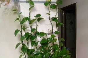 揭秘绿萝的生长周期（从种植到开花，一步步了解绿萝的生长过程）