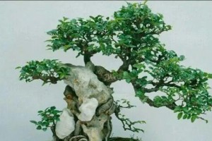 绿宝的养殖方法与养护要点剖析（掌握绿宝养殖技巧，轻松打造美丽家园）