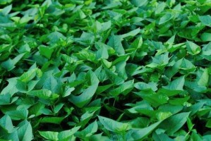 空心菜到底是一年生还是多年生？（疑云重重，关键是如何定义生命周期？）