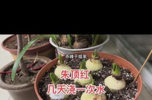 朱顶红叶子软的由来及特点（探寻朱顶红叶子软的神奇魅力与传承）
