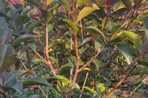 红叶石楠——一种具有观赏价值的灌木植物（了解红叶石楠的特点与应用）