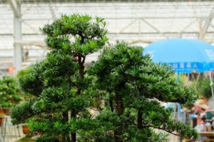 罗汉松插枝技巧与注意事项（插枝时间、方法及生长状况全解析）