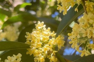 怎么处理水浇多了的桂花树？（桂花树的养护秘笈、怎样修剪桂花树、浇水方法及最佳时机等）