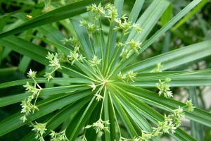 以水养伞竹的肥料施用技巧（有效利用肥料，让伞竹茁壮成长）
