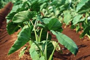 如何种植并蒂莲？（时间、方法、关键点详解）