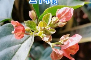 三角梅发芽晚的原因及解决方法（探讨三角梅发芽晚的原因，为您提供有效的解决方法）