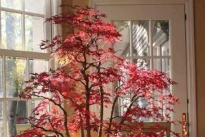 红枫养护指南（从栽种到成长，让你的红枫更美丽）