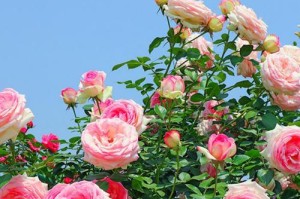 蔷薇四季开花的奥妙（探究蔷薇四季开花的原因与特点）