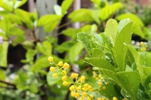 米兰的花盆选择之争（大盆VS小盆，谁才是米兰的首选？）