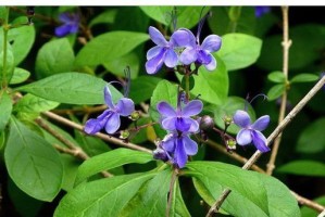 蓝蝴蝶的开花时间和月份（一年开几次花？花期在什么时候？）
