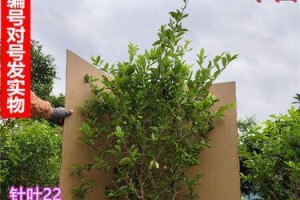 大樱桃的生长与开花结果（春季开花秋季结果｜大樱桃生长周期详解）