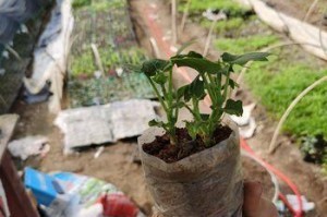 佛手种子的种植方法（从种子到成长，全面了解佛手的生长过程）