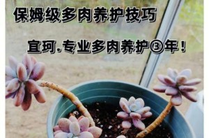 多肉金星繁殖的技巧与方法（掌握繁殖技巧，快速扩大多肉金星家族）