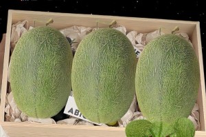 如何判断西州蜜瓜的熟度（看色泽、闻气味、掂重量、听声音、触手感，教你轻松挑选美味蜜瓜）