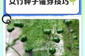 如何正确更换文竹的土壤（让文竹健康成长的关键）