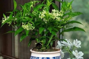 绿萝和吊兰，哪个更适合您？（分析两种植物的特点和养护方法，选择您的理想盆栽）