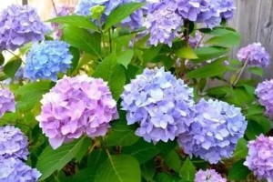 如何正确更换绣球花的盆？（绣球花更换盆的时间、步骤和技巧）