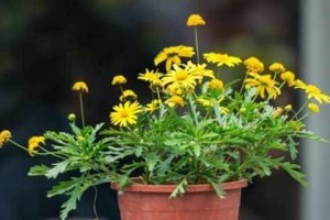 盆栽菊花淋雨指南（室外养殖的最佳选择，）